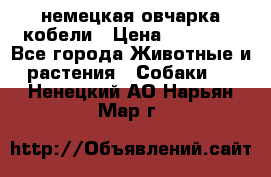 немецкая овчарка кобели › Цена ­ 25 000 - Все города Животные и растения » Собаки   . Ненецкий АО,Нарьян-Мар г.